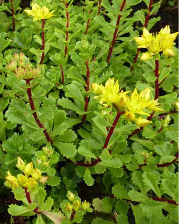 Vetkruid Weihenstephaner - Sedum floriferum weihenstephaner gold - Vaste planten