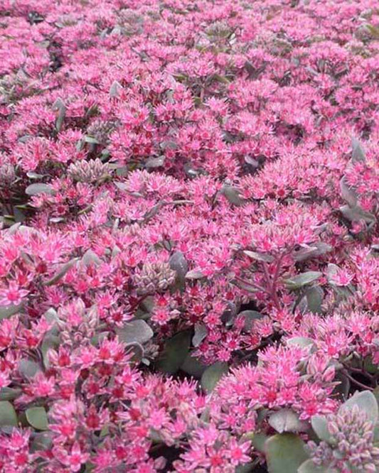 Vetkruid Bertram Anderson - Sedum bertram anderson - Tuinplanten