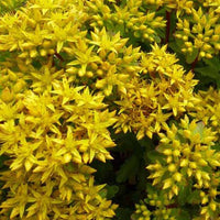 Vetkruid Immergrünchen - Sedum hybridum immergrünchen - Tuinplanten