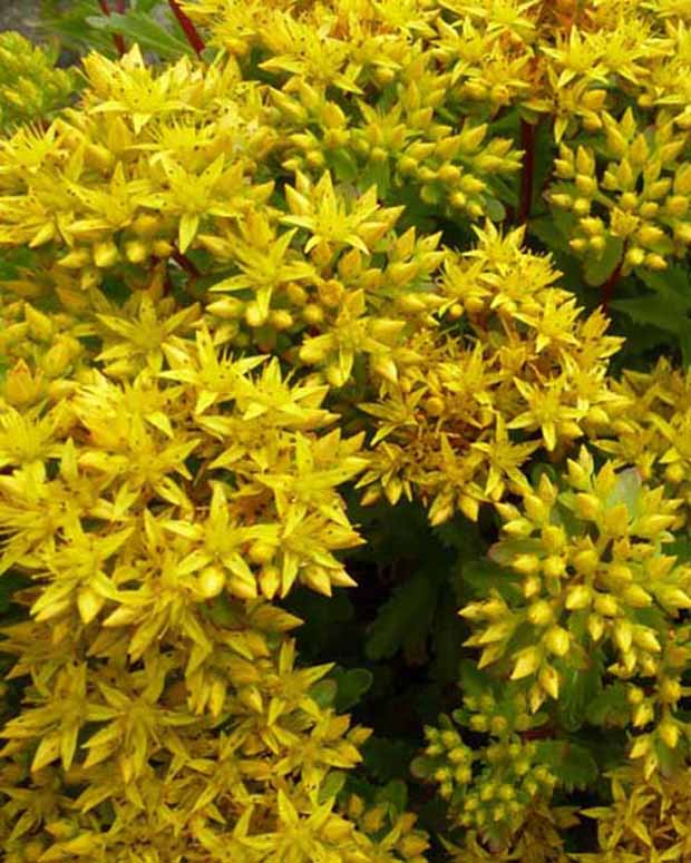 Vetkruid Immergrünchen - Sedum hybridum immergrünchen - Tuinplanten