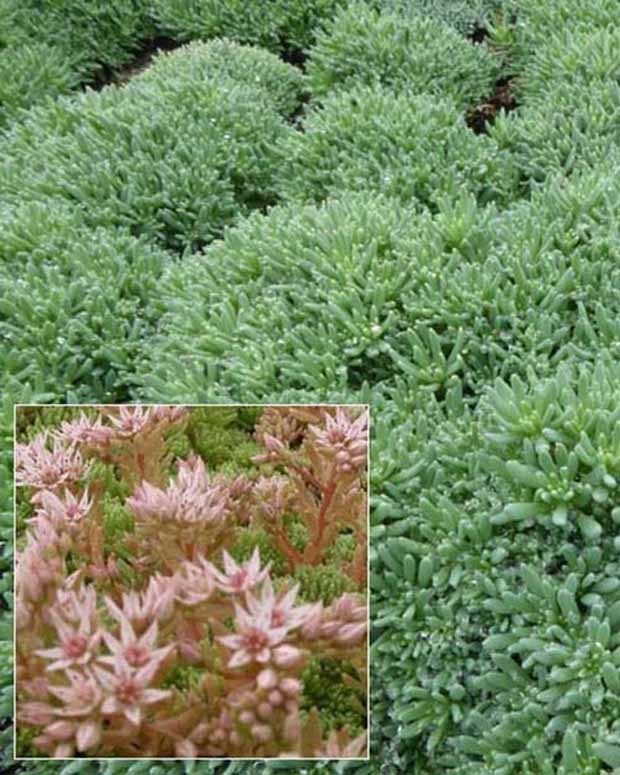 Vetkruid Vetkruid - Sedum hispanicum var. minus - Vaste planten