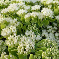 Vetkruid Iceberg - Sedum spectabile iceberg - Tuinplanten