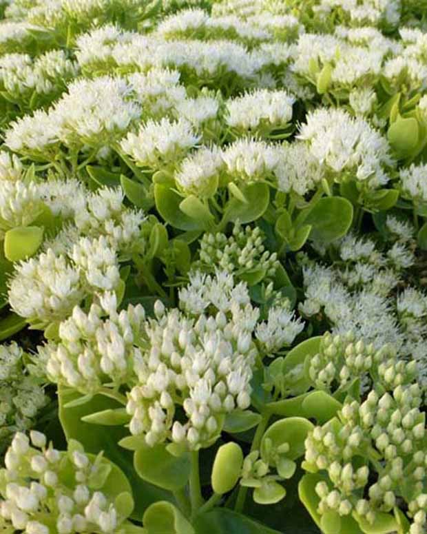 Vetkruid Iceberg - Sedum spectabile iceberg - Tuinplanten