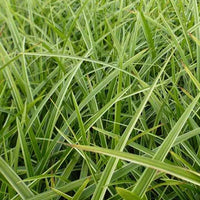 Zegge Japon Gilt - Carex morrowii gilt - Tuinplanten