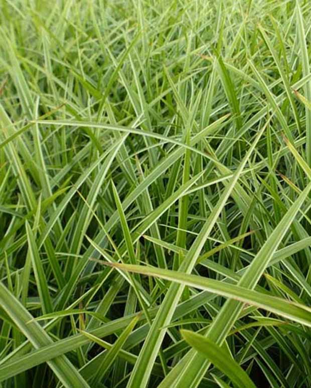 Zegge Japon Gilt - Carex morrowii gilt - Siergrassen