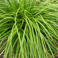 Zegge Japon Mosten - Carex morrowii mosten - Tuinplanten