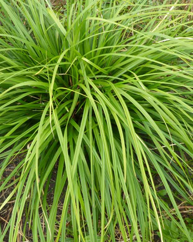 Zegge Japon Mosten - Carex morrowii mosten - Tuinplanten