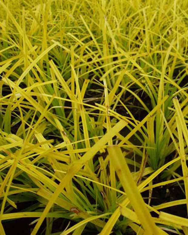 Zegge Oshima Everillo - Carex oshimensis everillo - Tuinplanten