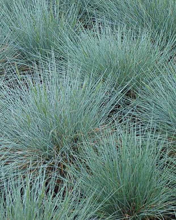 Blauw schapegras Zwergenkönig - Festuca glauca zwergenkönig - Tuinplanten