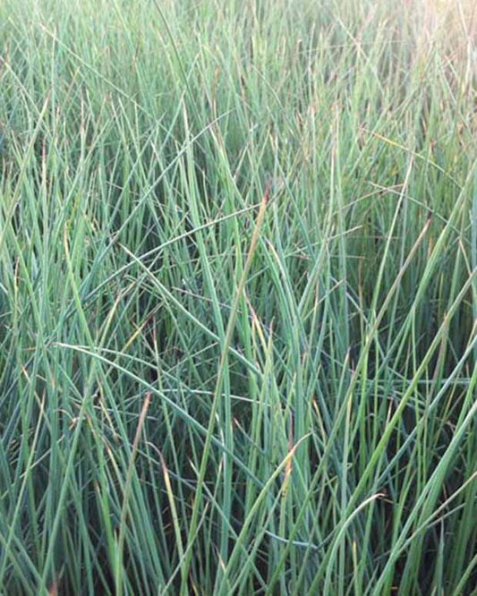 Zeegroene rus - Juncus inflexus - Tuinplanten