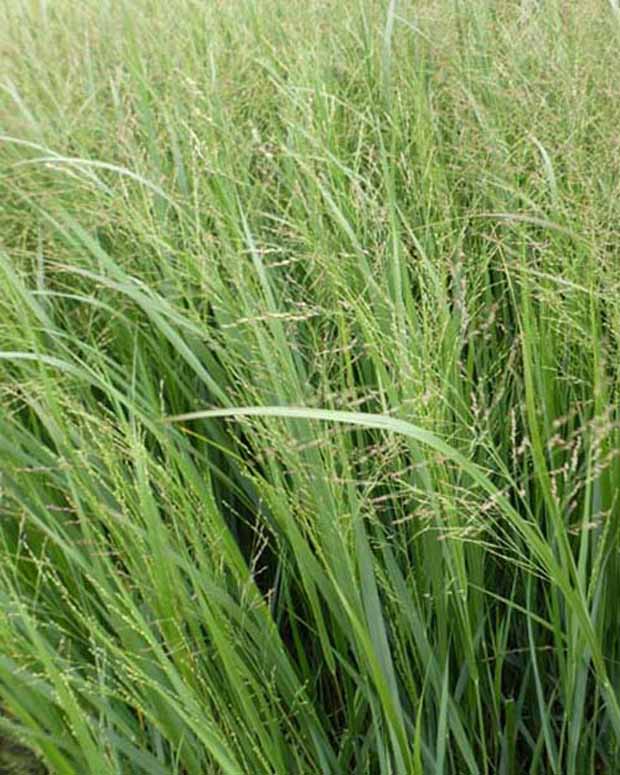 Vingergras Thundercloud - Panicum virgatum thundercloud - Siergrassen