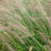 LampepoetsersgrasHerbstzauber - Pennisetum alopecuroides herbstzauber - Tuinplanten