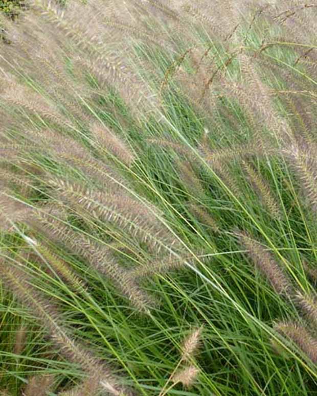 LampepoetsersgrasHerbstzauber - Pennisetum alopecuroides herbstzauber - Siergrassen