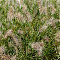 LampepoetsersgrasLittle Honey - Pennisetum alopecuroides little honey - Tuinplanten