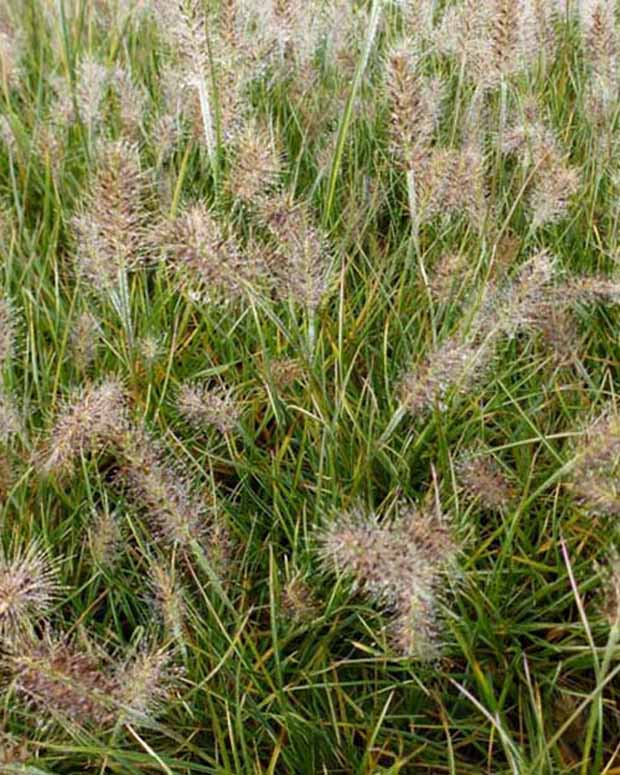 LampepoetsersgrasLittle Honey - Pennisetum alopecuroides little honey - Siergrassen