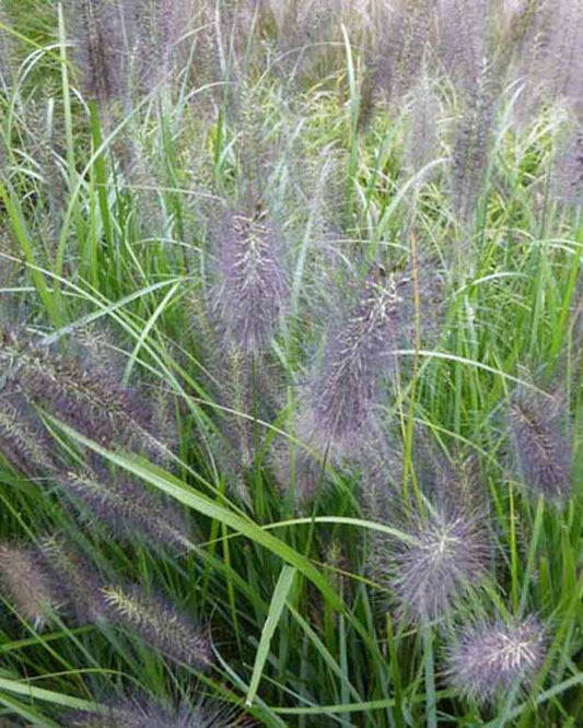 LampepoetsersgrasNational Arboretum - Pennisetum alopecuroides national arboretum - Tuinplanten