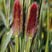 Lampepoetsersgrasde Thunberg Red Buttons - Pennisetum thunbergii red buttons (massaicum) - Tuinplanten