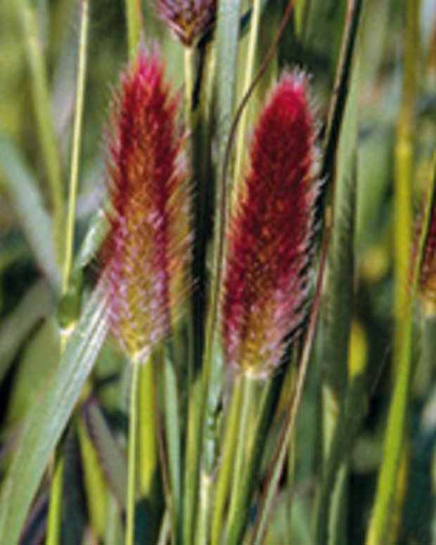 Lampepoetsersgrasde Thunberg Red Buttons - Pennisetum thunbergii red buttons (massaicum) - Siergrassen