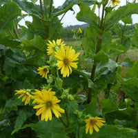 Zonnekroon - Silphium perfoliatum - Tuinplanten