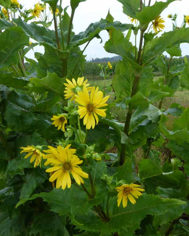 Zonnekroon - Silphium perfoliatum - Tuinplanten