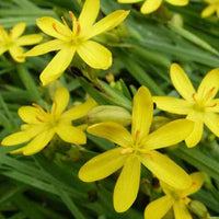 Blauwogengras - Sisyrinchium californicum (brachypus) - Tuinplanten