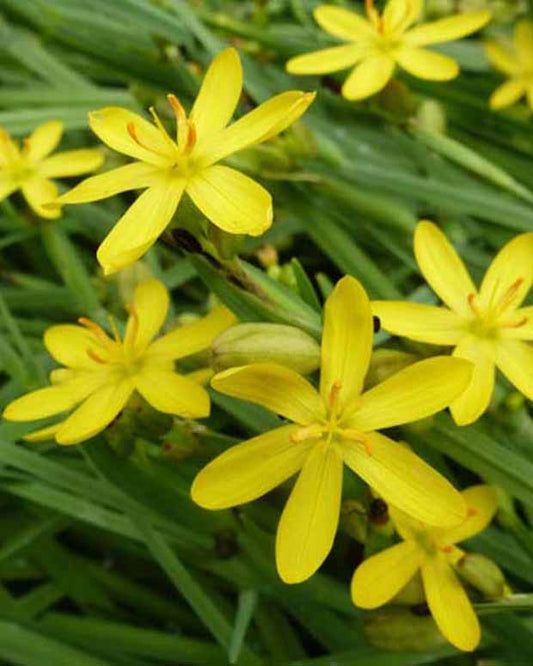 Blauwogengras - Sisyrinchium californicum (brachypus) - Tuinplanten