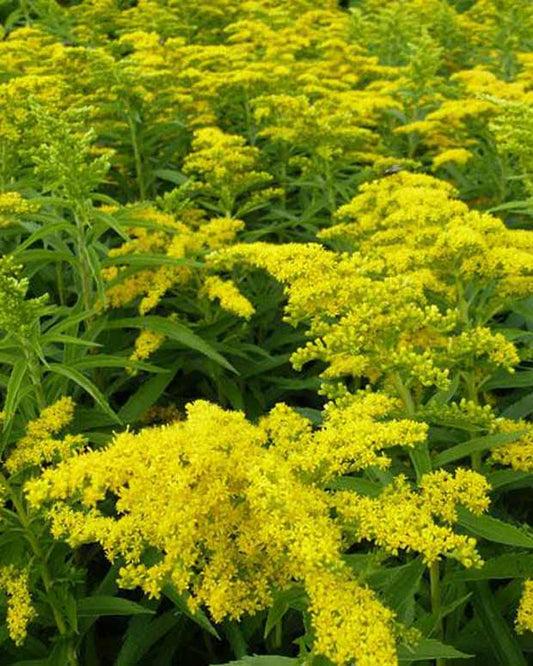 Guldenroede Golden Dwarf - Solidago golden dwarf - Tuinplanten