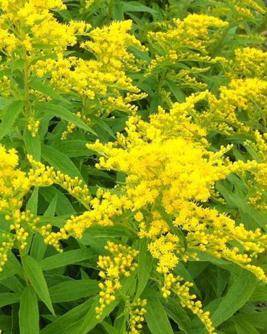 Guldenroede Strahlenkrone - Solidago strahlenkrone - Tuinplanten