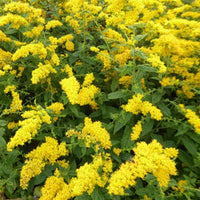 Guldenroede rugosa - Solidago rugosa - Tuinplanten