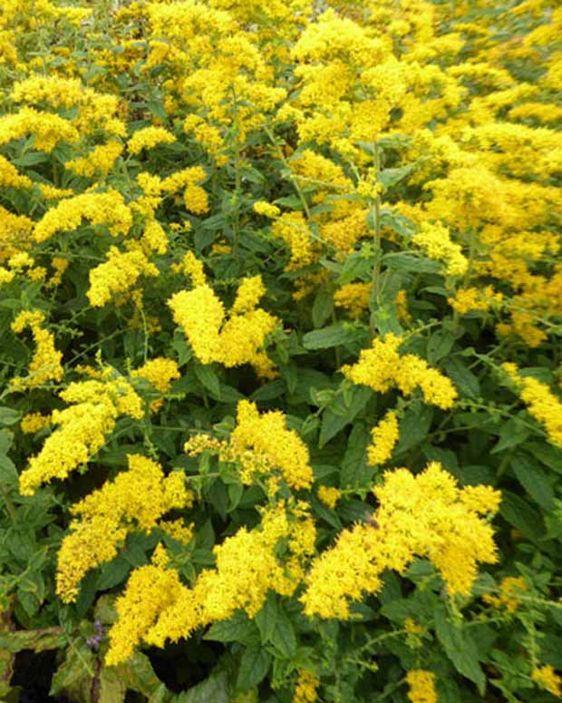 Guldenroede rugosa - Solidago rugosa - Vaste planten