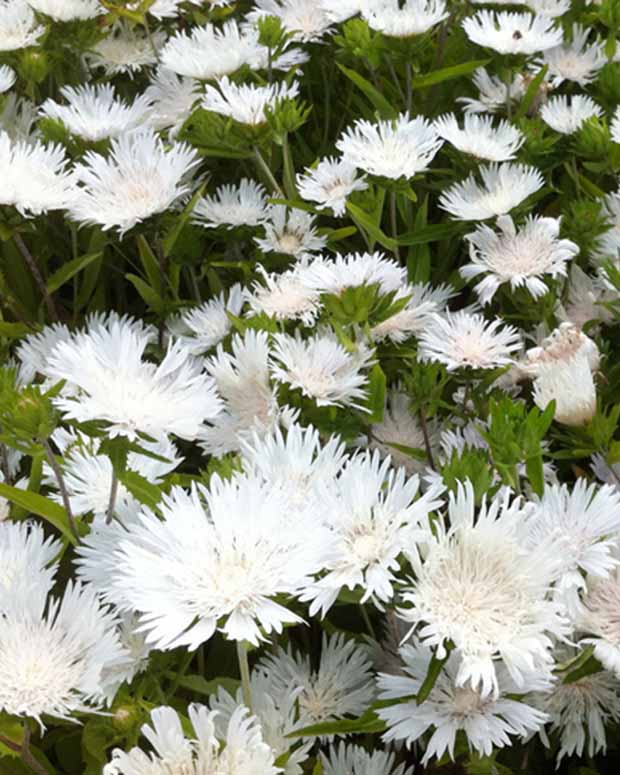 Korenbloemaster Stokesia laevis Träumerei - Stokesia laevis träumerei - Tuinplanten