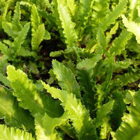 Steenbeekvaren Angustatum - Asplenium scolopendrium angustatum - Kamerplanten