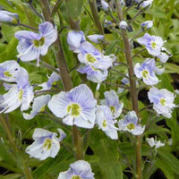 Ereprijs Robusta - Veronica gentianoides robusta - Tuinplanten