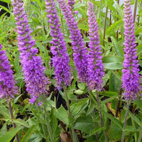 Ereprijs Purpleicious - Veronica purpleicious - Tuinplanten