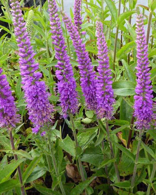 Ereprijs Purpleicious - Veronica purpleicious - Tuinplanten