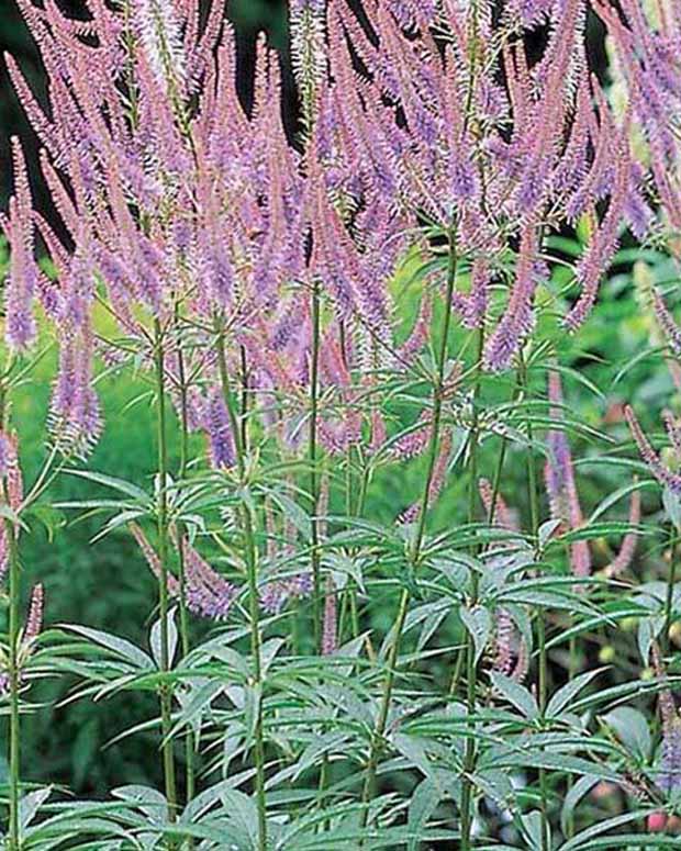 Scrophulariaceae Green Tip - Veronicastrum virginicum green tip - Vaste planten