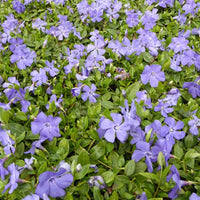 Maagdenpalm Anna - Vinca minor anna - Tuinplanten