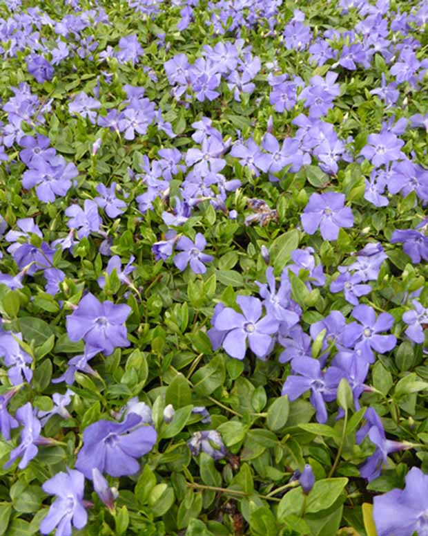 Maagdenpalm Anna - Vinca minor anna - Tuinplanten