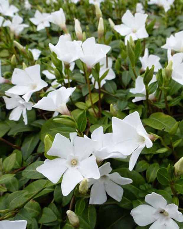 Maagdenpalm White Power - Vinca minor white power - Vaste planten