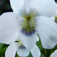 Viooltje Pensée - Viola odorata alba - Tuinplanten