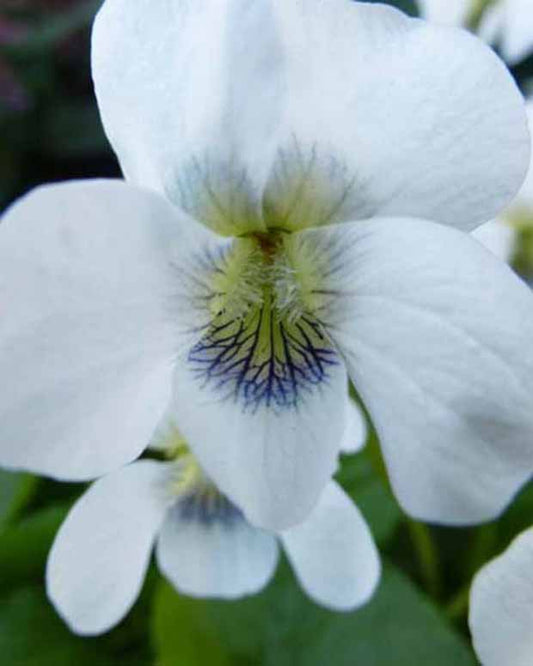 Viooltje Pensée - Viola odorata alba - Tuinplanten