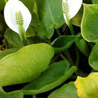 Slangewortel - Calla palustris - Tuinplanten