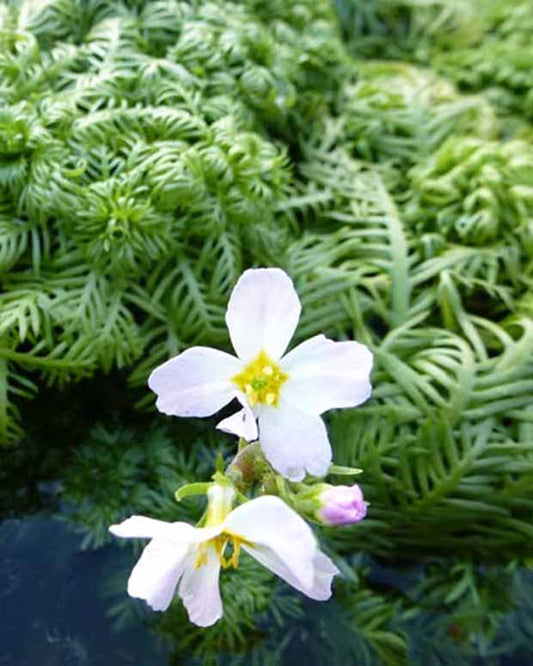 Porseleinsterretje - Hottonia palustris - Vijverplanten