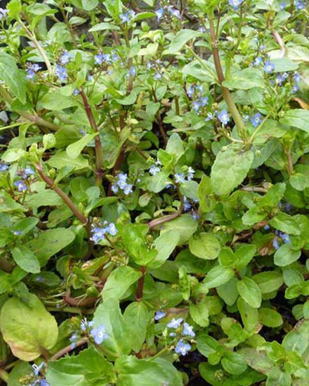 Ereprijs - Veronica beccabunga - Tuinplanten