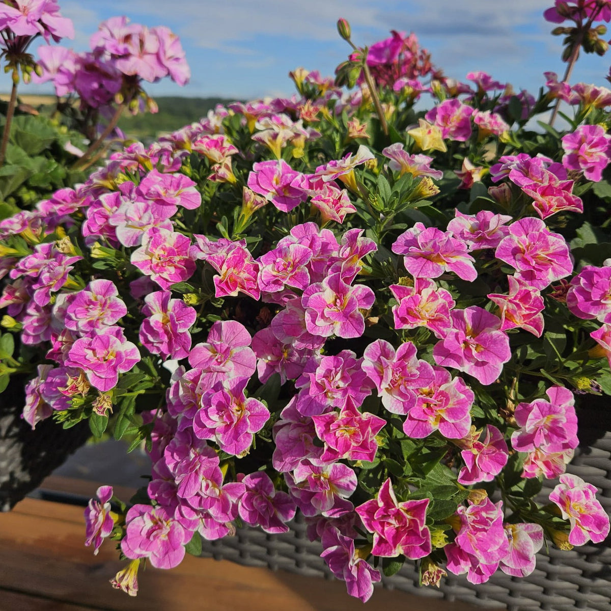 Calibrachoa Dubbel Loopy Roze - Bakker