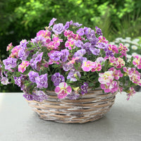 Calibrachoa Dubbel Loopy Lavendel + Roze - Calibrachoa Double Loopy Lavender + Pink - Vaste planten