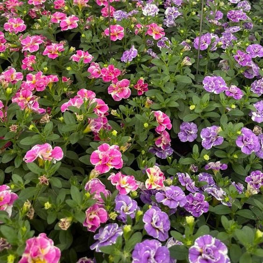 Calibrachoa Dubbel Loopy Lavendel + Roze - Calibrachoa Double Loopy Lavender + Pink - Tuinplanten