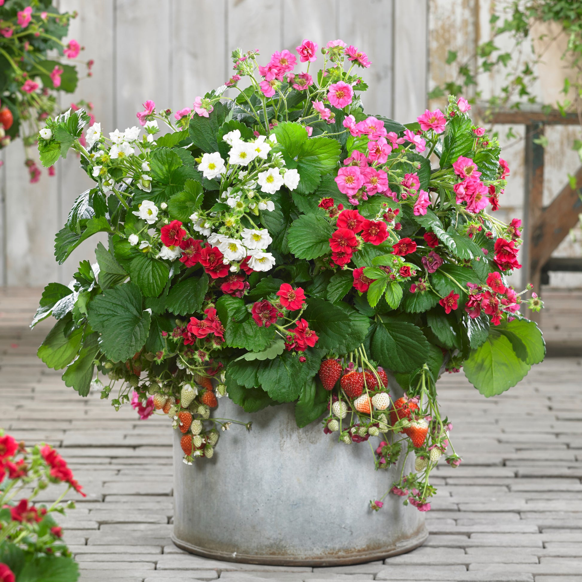 Fragaria Summer Breeze (rood, roze + wit) - Fragaria Summer Breeze (red, pink + white) - Aardbeien