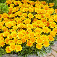 Vaste planten - Gazania Suncarpet® - Gazania Suncarpet®