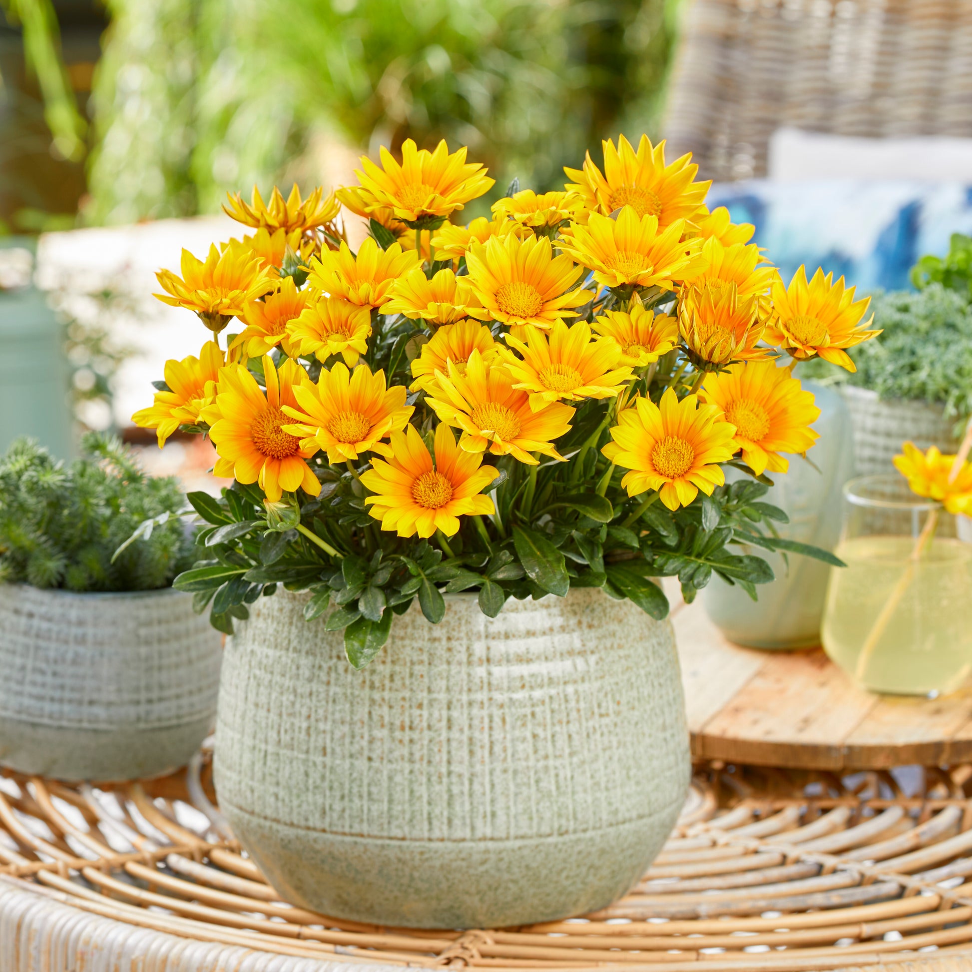 Gazania Suncarpet® - Gazania Suncarpet® - Type plant